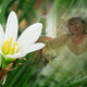 Ira, 70 (1 , 0 )